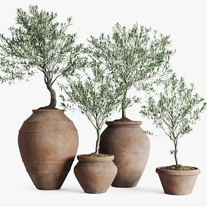 Olive European In Antique Clay Vessels