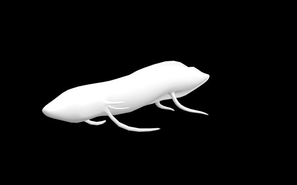 3D model base proscyllium habereri TurboSquid 1504901