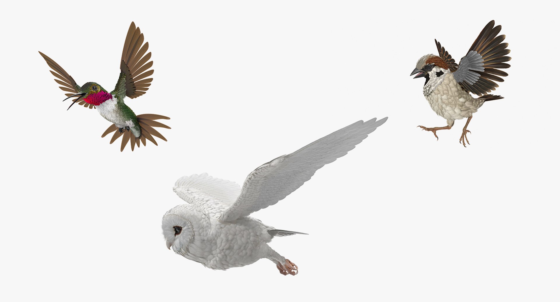 Birds Rigged Collection for Cinema 4D 3D model preview