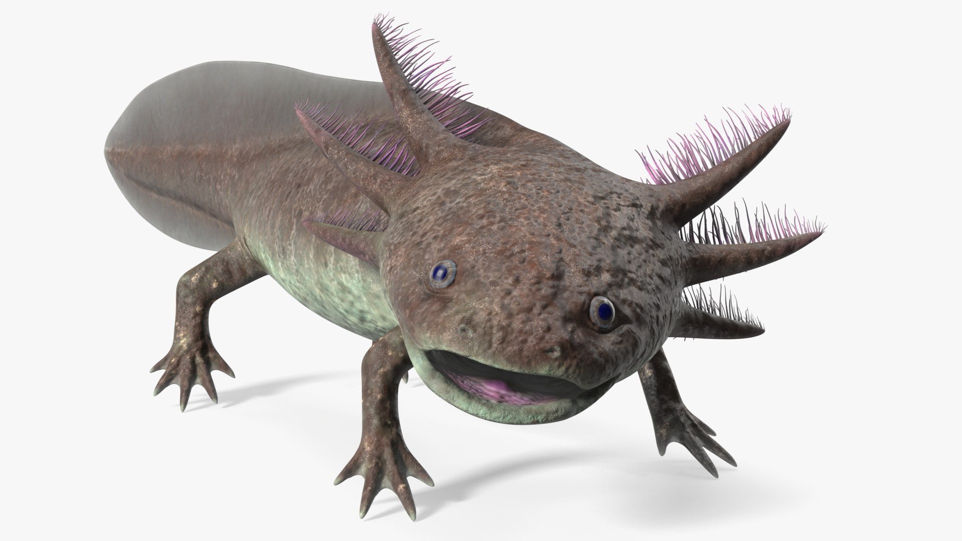 Mexican Brown Axolotl Rigged for Maya 3D model preview