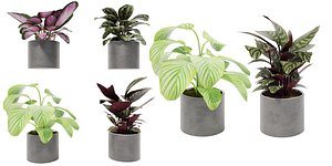 calathea Collection 3 - Blender model model