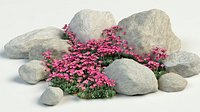 rockfoils saxifraga