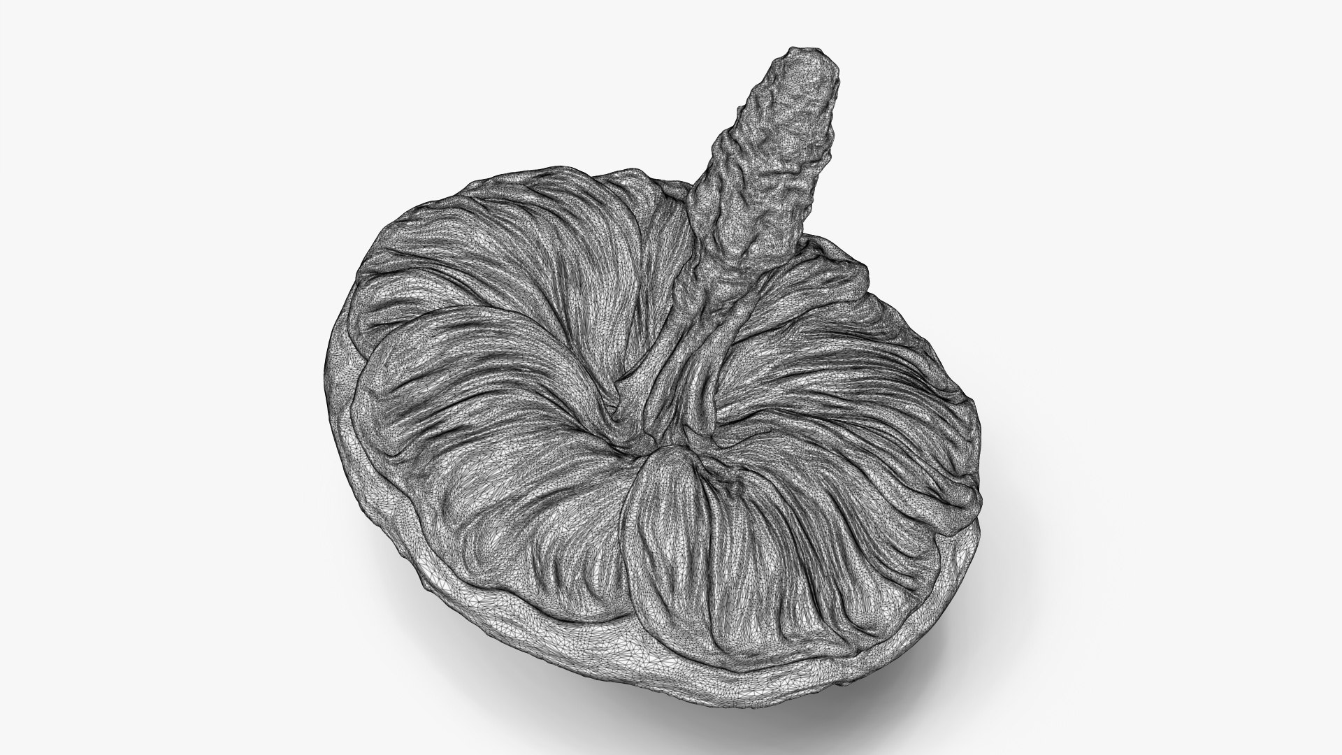 Mallow Flower Spinning Top Toy or Decor 3D model https://p.turbosquid.com/ts-thumb/W1/Xj2bJH/bQ/mallowspinnerwireframe2/jpg/1751244372/1920x1080/fit_q87/9b5a372a8b34d0b36c20d6e0c00b6380d39c7b29/mallowspinnerwireframe2.jpg