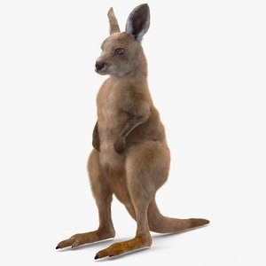 Baby Kangaroo in Standing Pose Fur