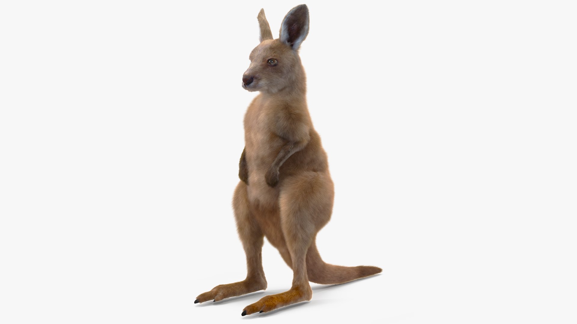 Baby Kangaroo in Standing Pose Fur 3D model preview