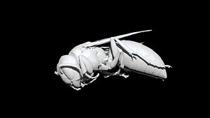 Wasp 3D CT scan model decimate 3 percent 3D model