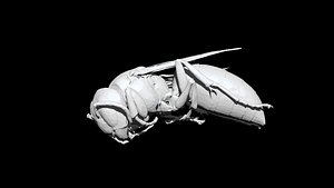 Wasp 3D CT scan model decimate 3 percent