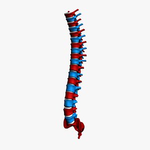 Human Vertebral