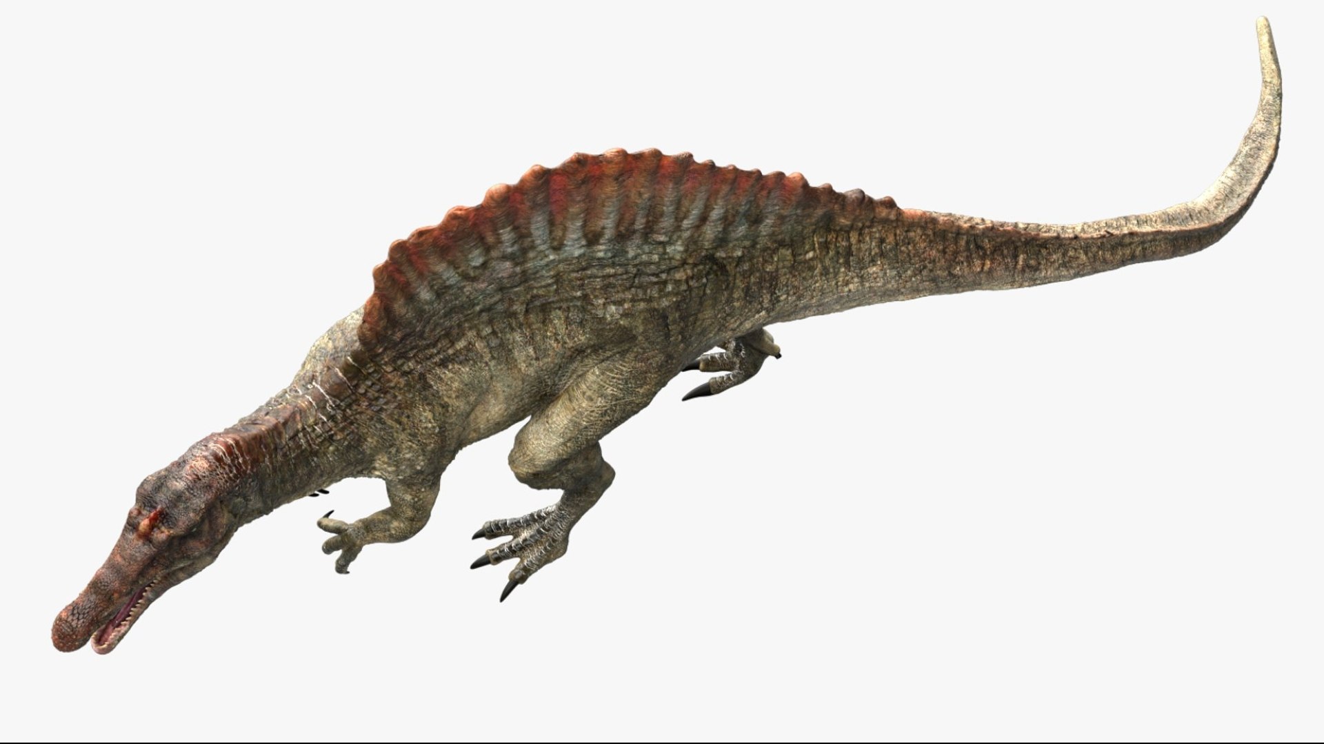 Spinosaurus Rigged 3D 3D https://p.turbosquid.com/ts-thumb/W1/mRDUe5/18/07/jpg/1761196862/1920x1080/fit_q87/9404d59a1cda28d5894f36c376216bc1e580f714/07.jpg