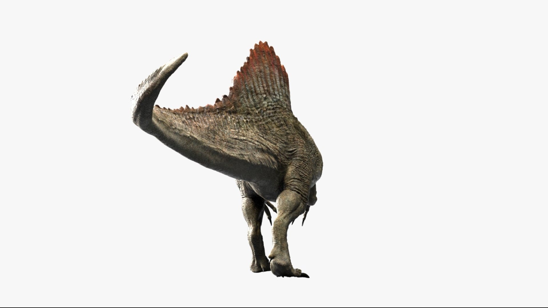 Spinosaurus Rigged 3D 3D https://p.turbosquid.com/ts-thumb/W1/mRDUe5/6y/11/jpg/1761196868/1920x1080/fit_q87/a15bac2fcbccd52d571af3c0ce589e12d0622a9d/11.jpg