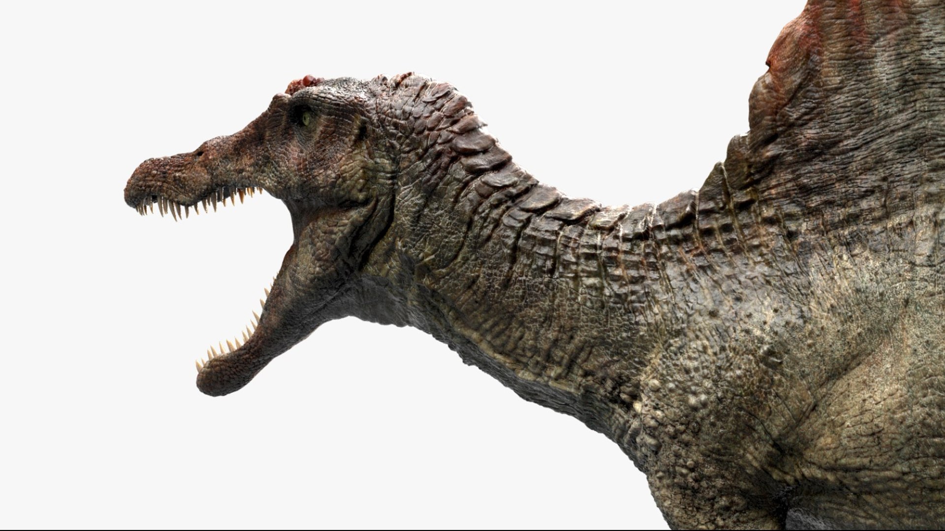 Spinosaurus Rigged 3D 3D https://p.turbosquid.com/ts-thumb/W1/mRDUe5/Bl/12/jpg/1761196869/1920x1080/fit_q87/7dfb1206c9bad57c68384514ae35a6033b97c4ef/12.jpg