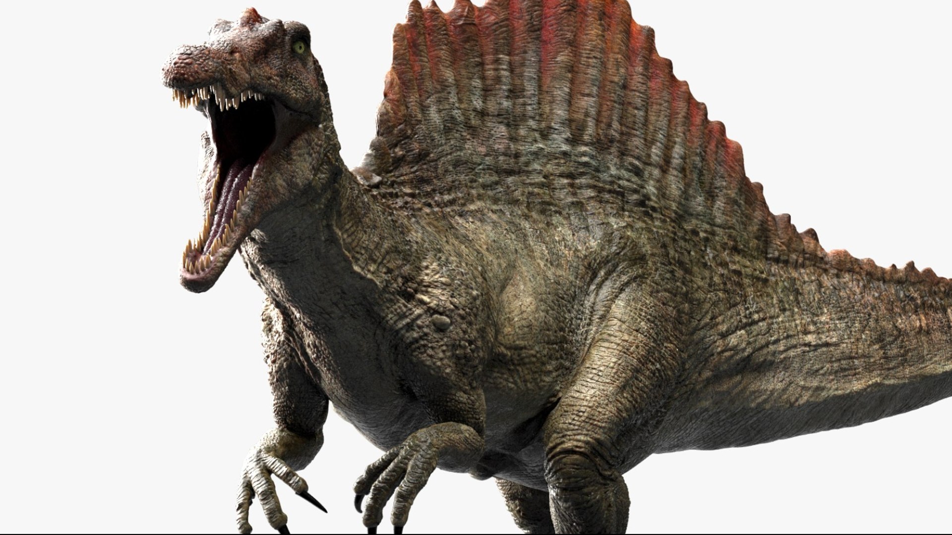 Spinosaurus Rigged 3D 3D https://p.turbosquid.com/ts-thumb/W1/mRDUe5/FY/04/jpg/1761196858/1920x1080/fit_q87/8ca6be1f1896a2e62c97ee220528b53a767c9d7c/04.jpg