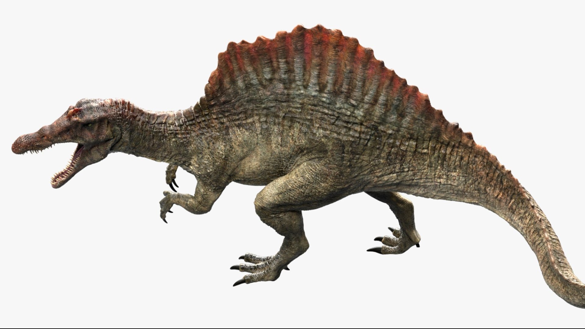 Spinosaurus Rigged 3D 3D https://p.turbosquid.com/ts-thumb/W1/mRDUe5/Wz/08/jpg/1761196863/1920x1080/fit_q87/340ea5ccb43d3b390ce6657a7289e26564d920cd/08.jpg
