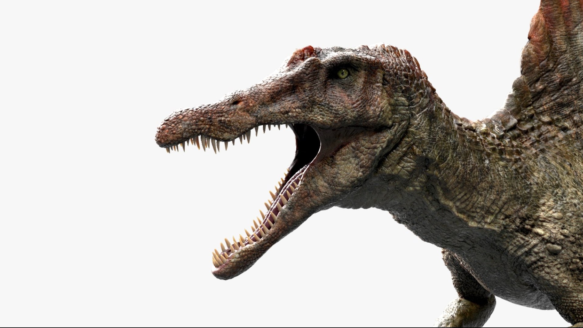 Spinosaurus Rigged 3D 3D https://p.turbosquid.com/ts-thumb/W1/mRDUe5/bl/05/jpg/1761196859/1920x1080/fit_q87/eefd1cd32136d266b423166ef272c251dc1bc3f8/05.jpg