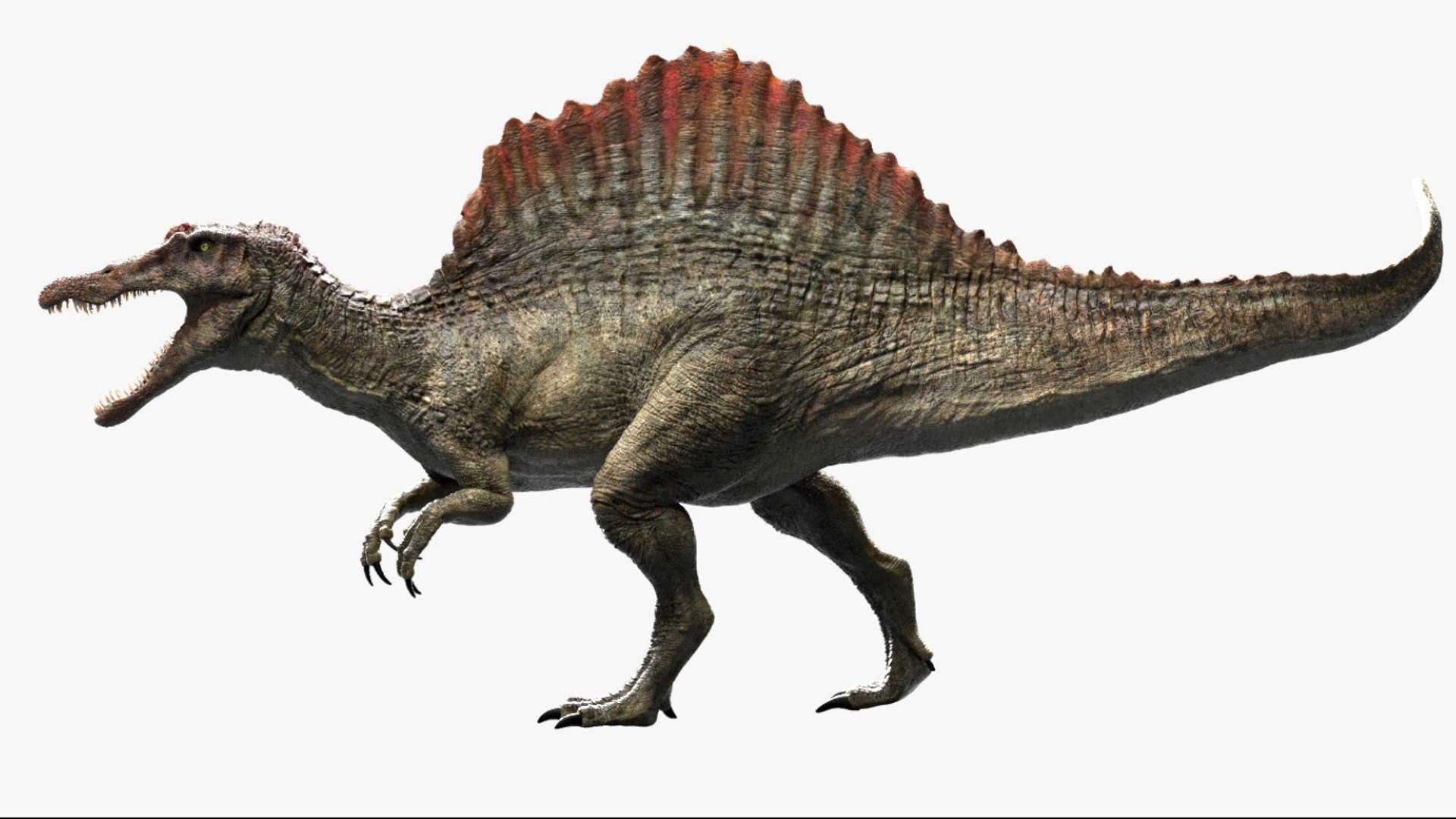 Spinosaurus Rigged 3D 3D https://p.turbosquid.com/ts-thumb/W1/mRDUe5/dM/03/jpg/1761196856/1920x1080/fit_q87/9c2bc8f80a6bc8703d9b85f988df11efe987d1e6/03.jpg