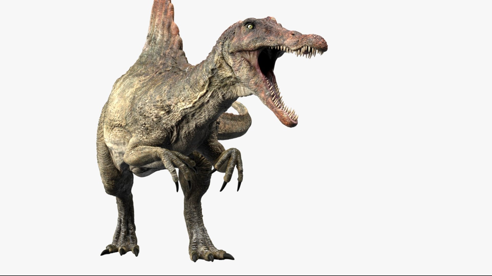 Spinosaurus Rigged 3D 3D https://p.turbosquid.com/ts-thumb/W1/mRDUe5/dY/06/jpg/1761196860/1920x1080/fit_q87/49ce66b108869b5be34ddcc0a91bc4e8a5faf9fe/06.jpg