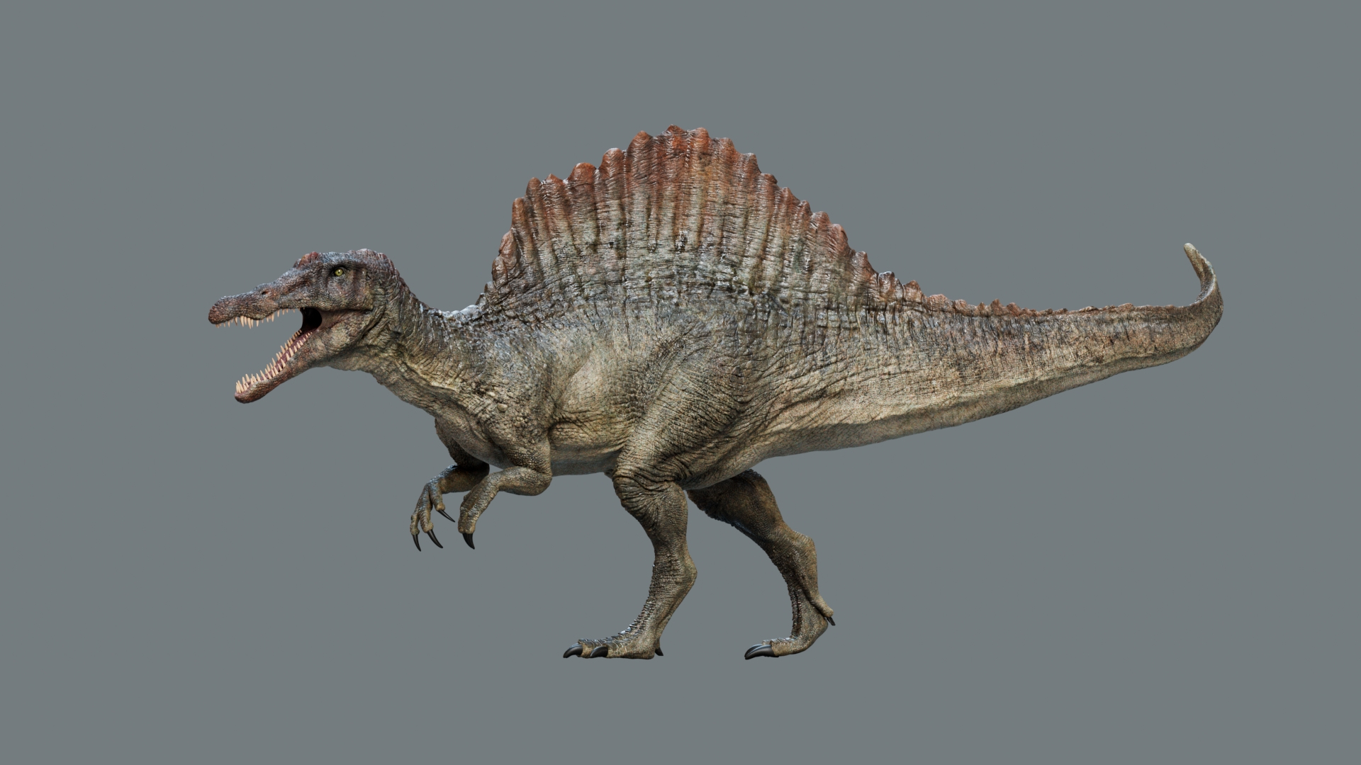 Spinosaurus Rigged 3D 3D https://p.turbosquid.com/ts-thumb/W1/mRDUe5/gO/spinosaurus/jpg/1761196934/1920x1080/turn_fit_q99/0dc72582e47b5183d4526830180f3562e4a3a153/spinosaurus-1.jpg