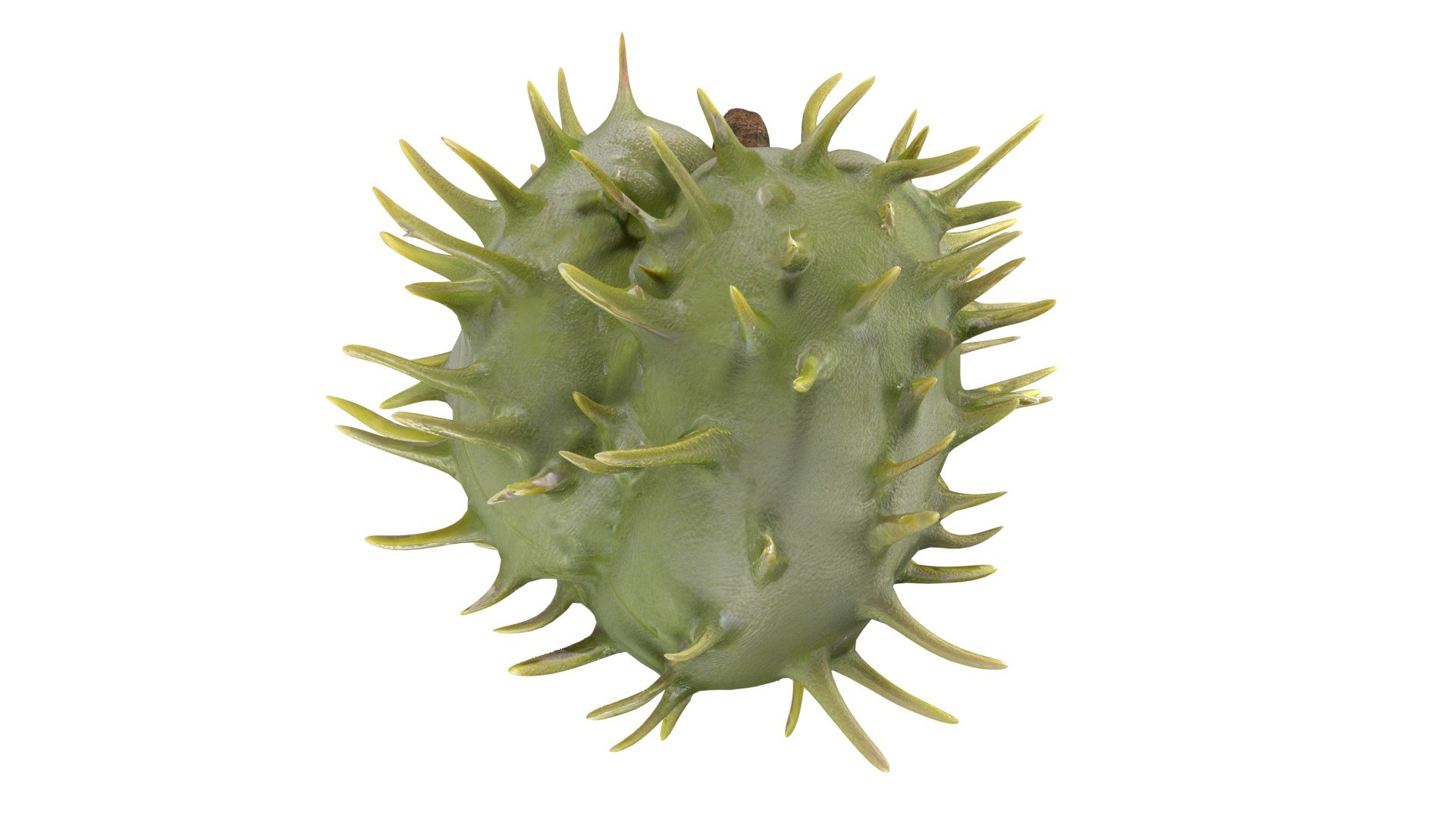 Caster seed fruit v2 3D model https://p.turbosquid.com/ts-thumb/W1/xjJmhO/6O/5/jpg/1747140132/1920x1080/fit_q87/007ce8dec062f4512d282e66caab7debd23a9e5f/5.jpg