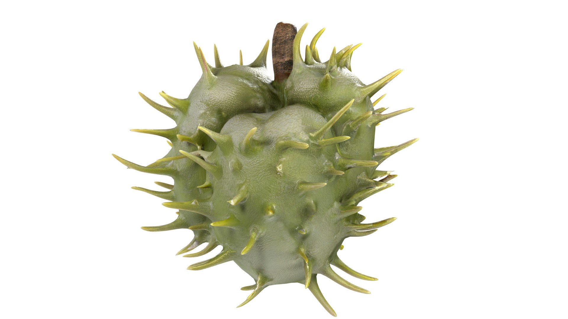 Caster seed fruit v2 3D model https://p.turbosquid.com/ts-thumb/W1/xjJmhO/7X/3/jpg/1747140131/1920x1080/fit_q87/9285c77c29553c05385168bae6a2bbc79e6b39cc/3.jpg