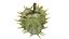 Caster seed fruit v2
