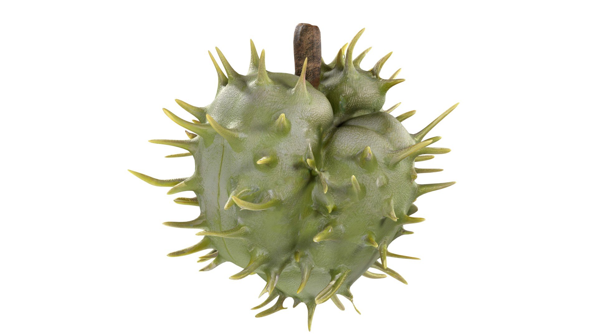 Caster seed fruit v2 3D model https://p.turbosquid.com/ts-thumb/W1/xjJmhO/9S/2/jpg/1747140130/1920x1080/fit_q87/f74ce3b35cea9ec8e92e4107a6a12c04fb2ead40/2.jpg