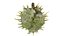 Caster seed fruit v2