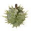 Caster seed fruit v2