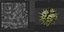 Caster seed fruit v2