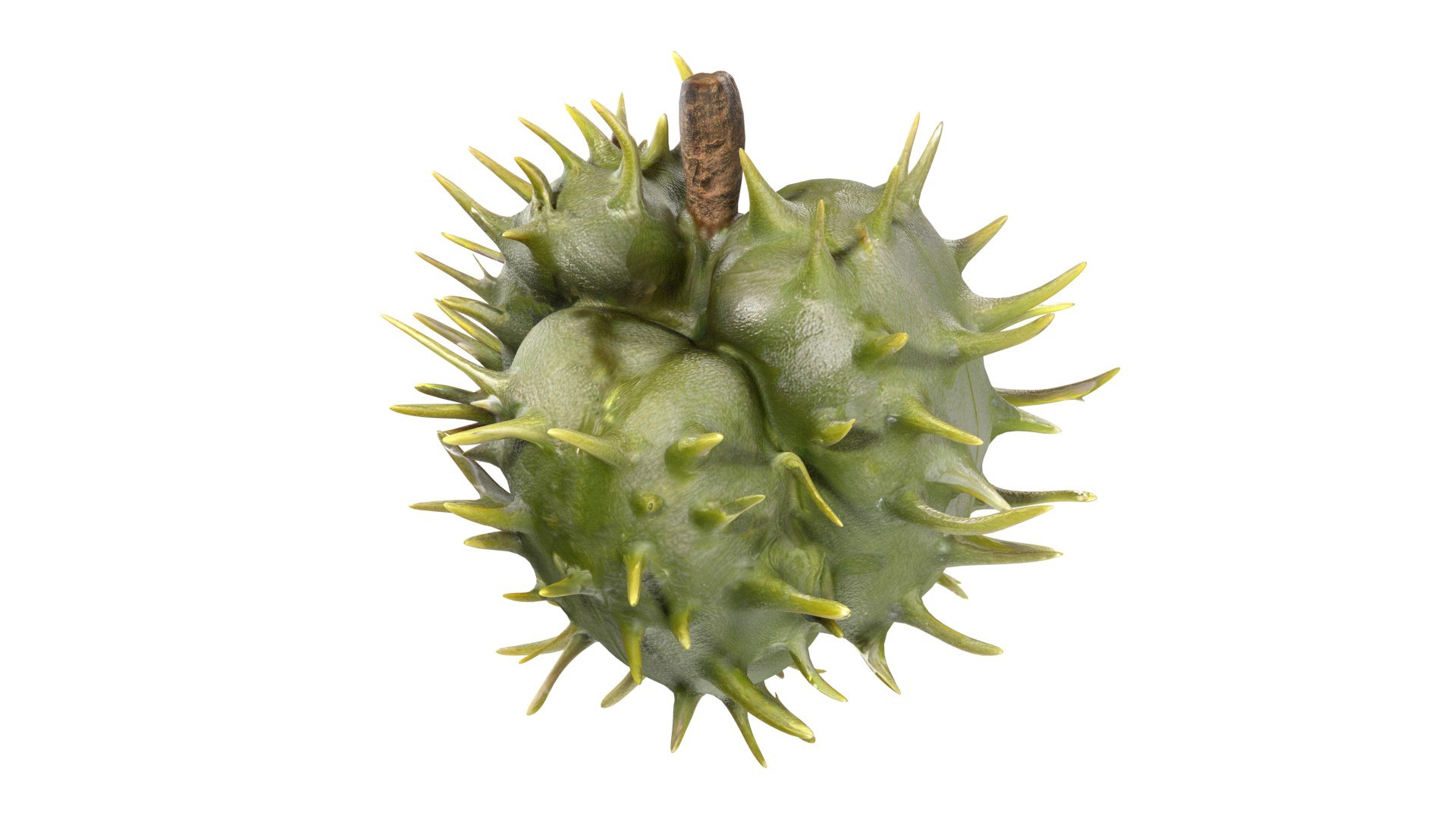 Caster seed fruit v2 3D model https://p.turbosquid.com/ts-thumb/W1/xjJmhO/c3/1/jpg/1747140128/1920x1080/fit_q87/a26e4f719c413ccb287030e3ac7544afa49b8e19/1.jpg