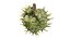 Caster seed fruit v2
