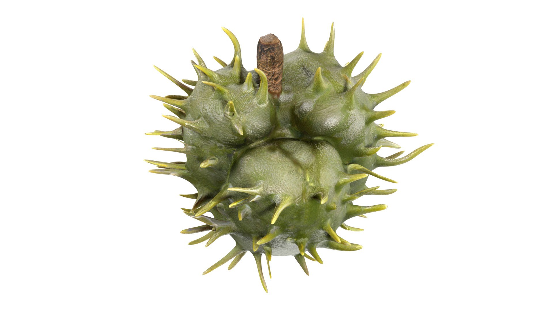 Caster seed fruit v2 3D model https://p.turbosquid.com/ts-thumb/W1/xjJmhO/yo/4/jpg/1747140131/1920x1080/fit_q87/c865016810df4469e348078ee280f67a5ef89d99/4.jpg