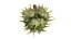 Caster seed fruit v2
