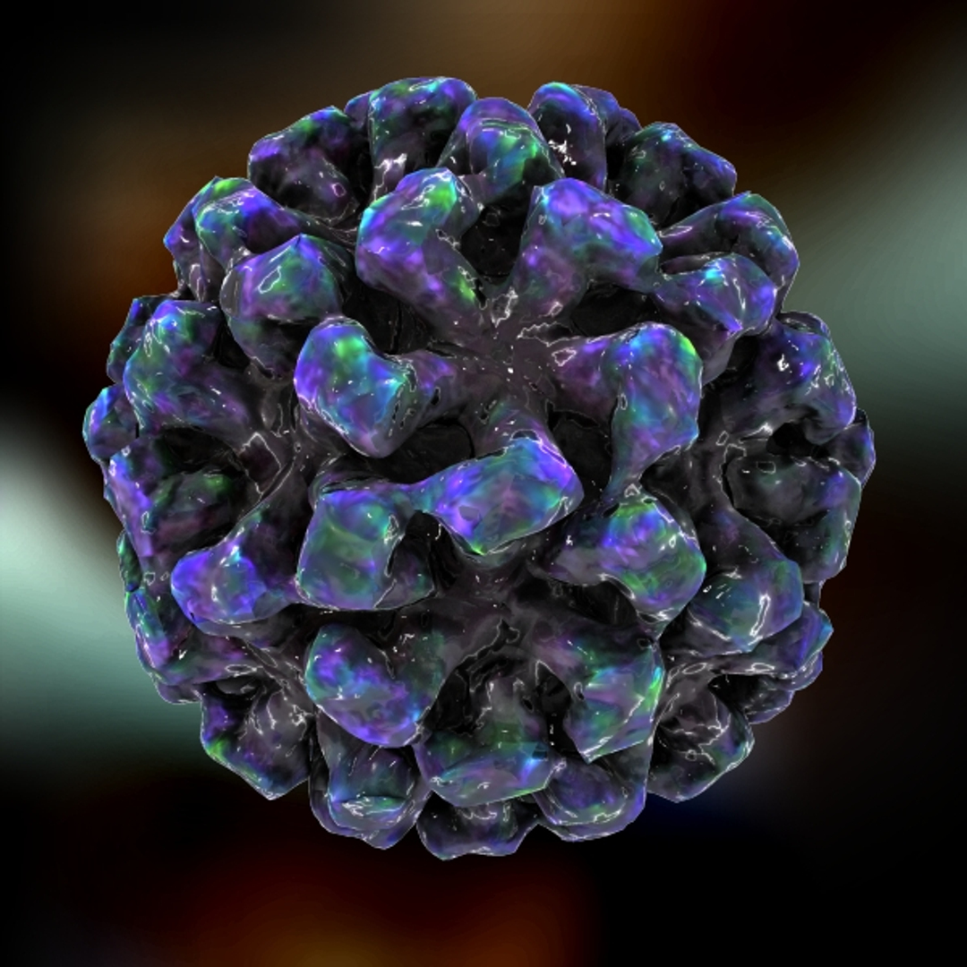 3d model norwalk virus