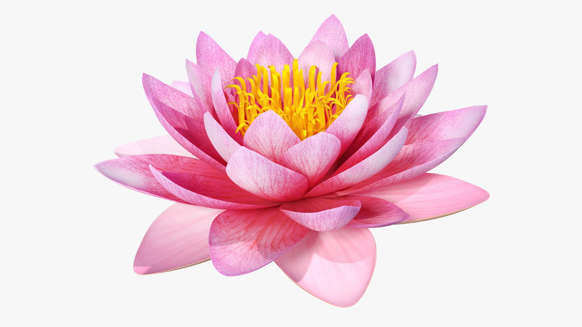 3D flowers 12 model https://p.turbosquid.com/ts-thumb/W2/EeGiH5/5EQrVwC4/flowerscollection12vray3dmodel017/jpg/1607515624/1920x1080/fit_q87/4dc3a042a67c5040110ea383a8dddbf69587cf17/flowerscollection12vray3dmodel017.jpg
