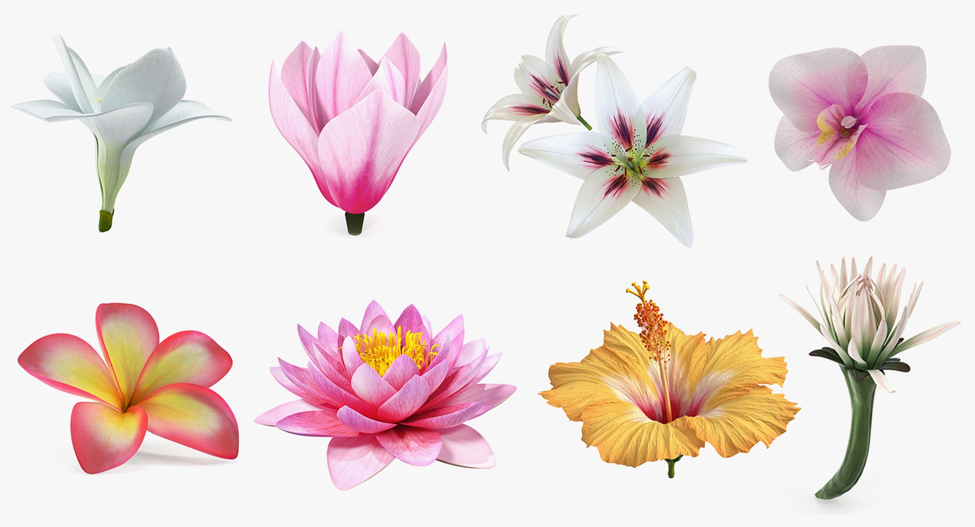 3D flowers 12 model https://p.turbosquid.com/ts-thumb/W2/EeGiH5/5x40gTwW/flowerscollection12vray3dmodel001/jpg/1607515624/1920x1080/fit_q87/216828118a46cea125e57dd2226dc1e43cb9420c/flowerscollection12vray3dmodel001.jpg