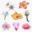 Coleção de Flores 12