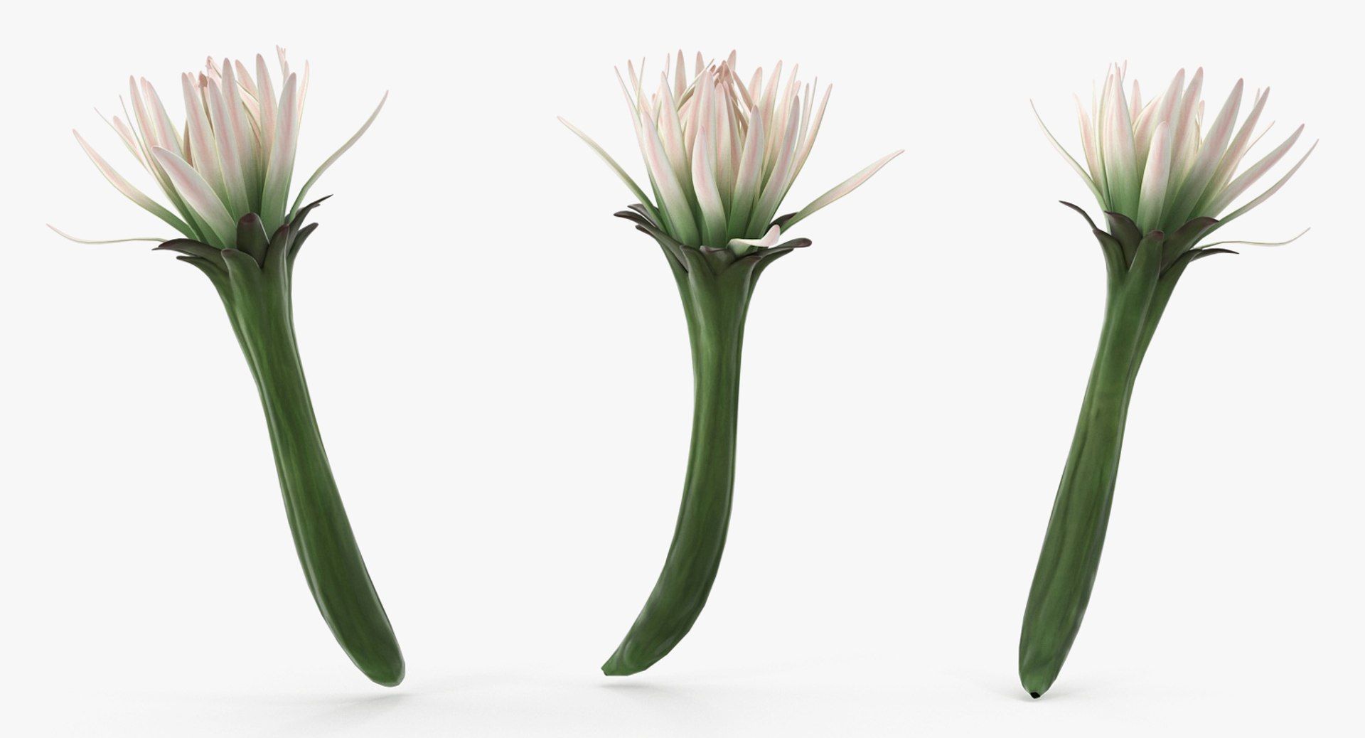 3D flowers 12 model https://p.turbosquid.com/ts-thumb/W2/EeGiH5/H3mCUA6B/flowerscollection12vray3dmodel038/jpg/1607515625/1920x1080/fit_q87/c4f87fc3d90c58399239b3ee22e22150d9b4fd21/flowerscollection12vray3dmodel038.jpg