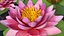 Coleção de Flores 12