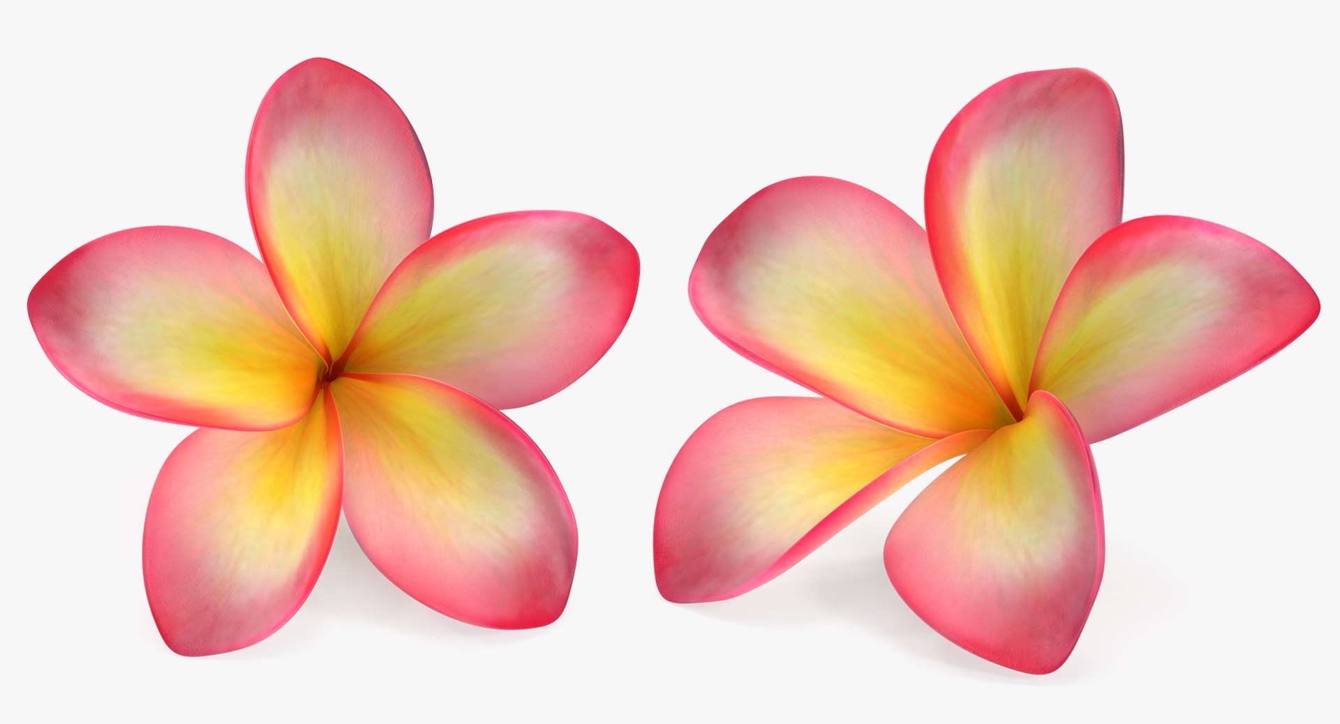 3D flowers 12 model https://p.turbosquid.com/ts-thumb/W2/EeGiH5/N2AfyMqt/flowerscollection12vray3dmodel041/jpg/1607515625/1920x1080/fit_q87/27471e38760d7e69984d6841c15f32fee391b7f1/flowerscollection12vray3dmodel041.jpg