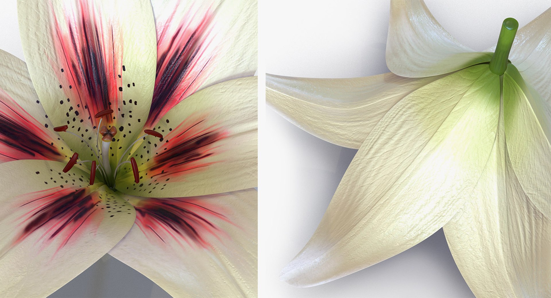 3D flowers 12 model https://p.turbosquid.com/ts-thumb/W2/EeGiH5/NzZ6vuLk/flowerscollection12vray3dmodel047/jpg/1607515625/1920x1080/fit_q87/55bc262c72bf53ecb01a3037763df4fedab9a4c3/flowerscollection12vray3dmodel047.jpg