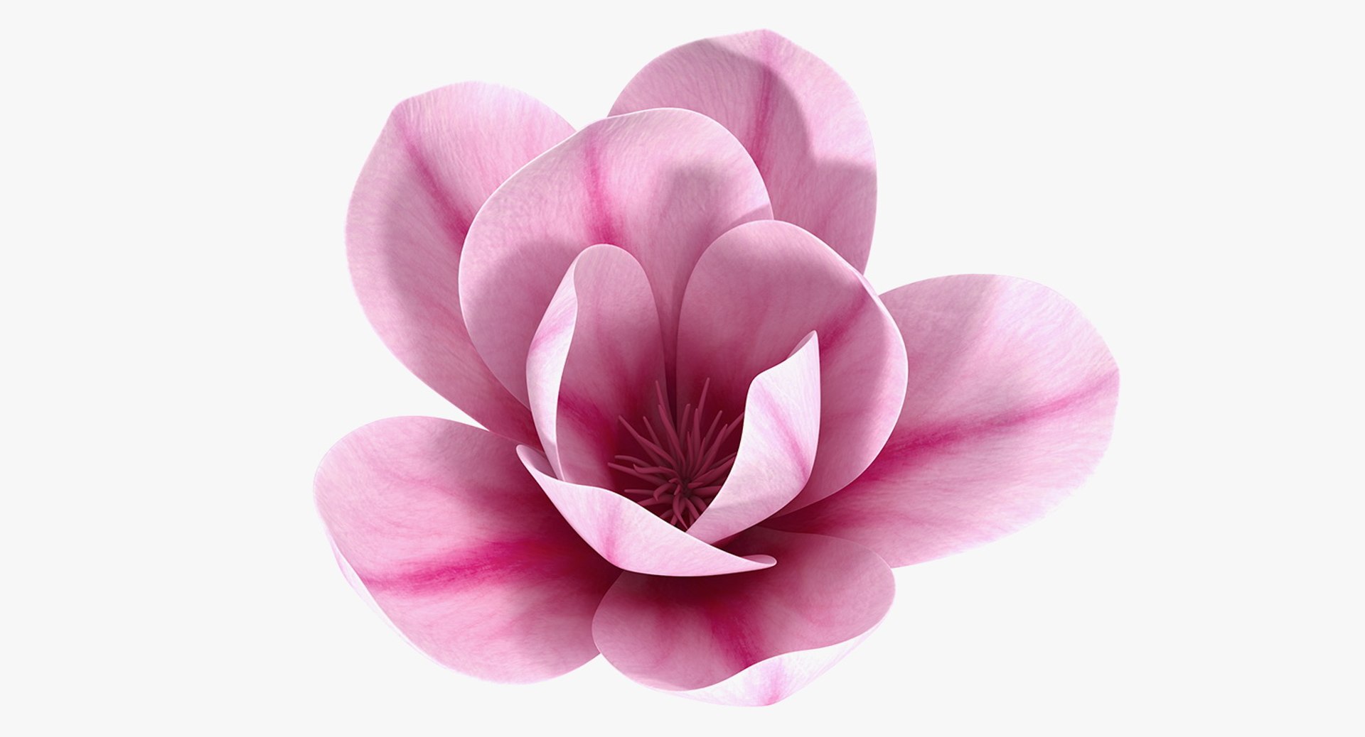 3D flowers 12 model https://p.turbosquid.com/ts-thumb/W2/EeGiH5/ORqMWVLl/flowerscollection12vray3dmodel027/jpg/1607515625/1920x1080/fit_q87/c3f697d2e27c391bf988cc20eb346df952bbc64e/flowerscollection12vray3dmodel027.jpg