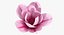 Coleção de Flores 12