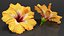 Coleção de Flores 12
