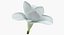 Coleção de Flores 12