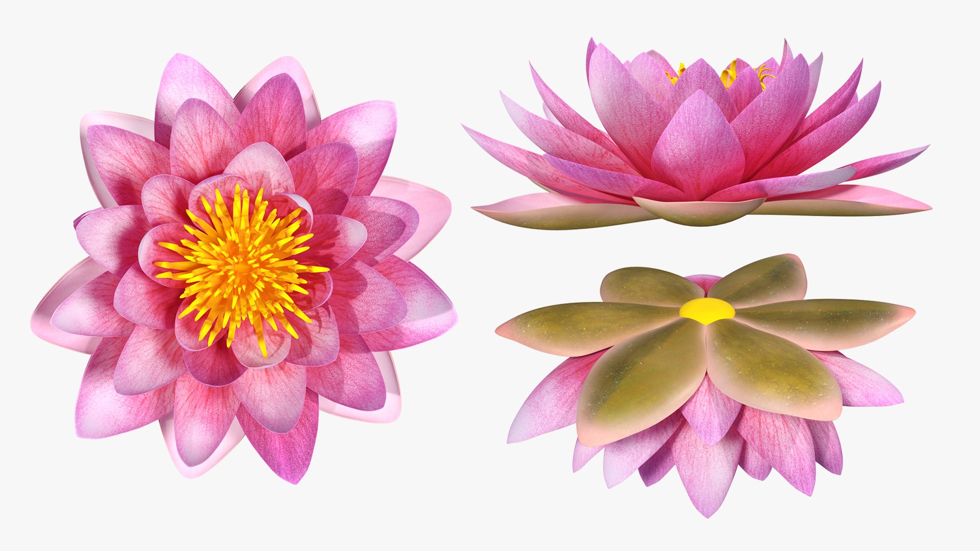 3D flowers 12 model https://p.turbosquid.com/ts-thumb/W2/EeGiH5/YYYVjaJW/flowerscollection12vray3dmodel022/jpg/1607515625/1920x1080/fit_q87/890f696e70957af03876e25714dbaeaf3481d5af/flowerscollection12vray3dmodel022.jpg