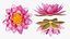 Coleção de Flores 12