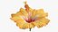 Coleção de Flores 12