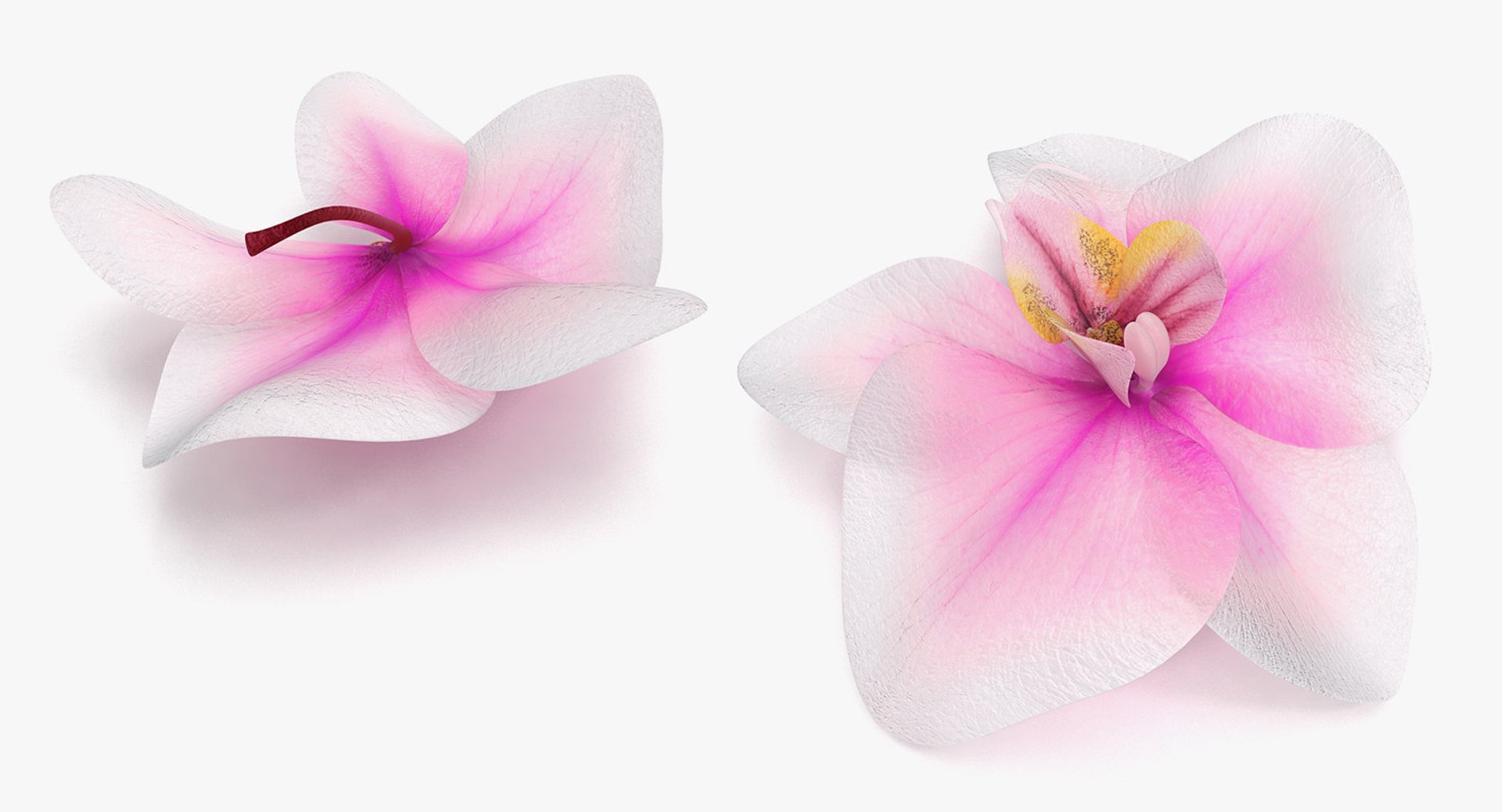 3D flowers 12 model https://p.turbosquid.com/ts-thumb/W2/EeGiH5/avJ8Xzns/flowerscollection12vray3dmodel049/jpg/1607515625/1920x1080/fit_q87/b0935c8dda178699cb7dff9eaa418322f2d02567/flowerscollection12vray3dmodel049.jpg