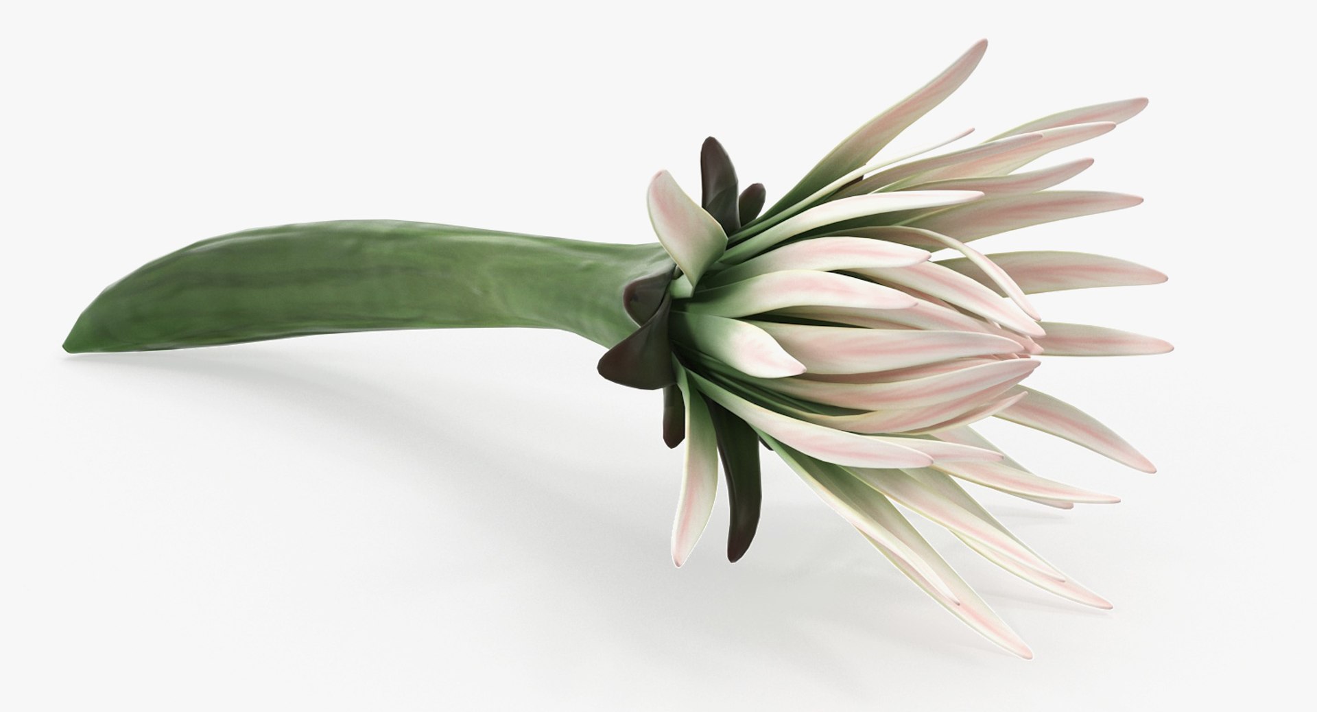 3D flowers 12 model https://p.turbosquid.com/ts-thumb/W2/EeGiH5/dLnRCzkY/flowerscollection12vray3dmodel036/jpg/1607515625/1920x1080/fit_q87/9431a33ae281ba68b970b994956a02e977ced7a3/flowerscollection12vray3dmodel036.jpg