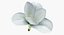Coleção de Flores 12